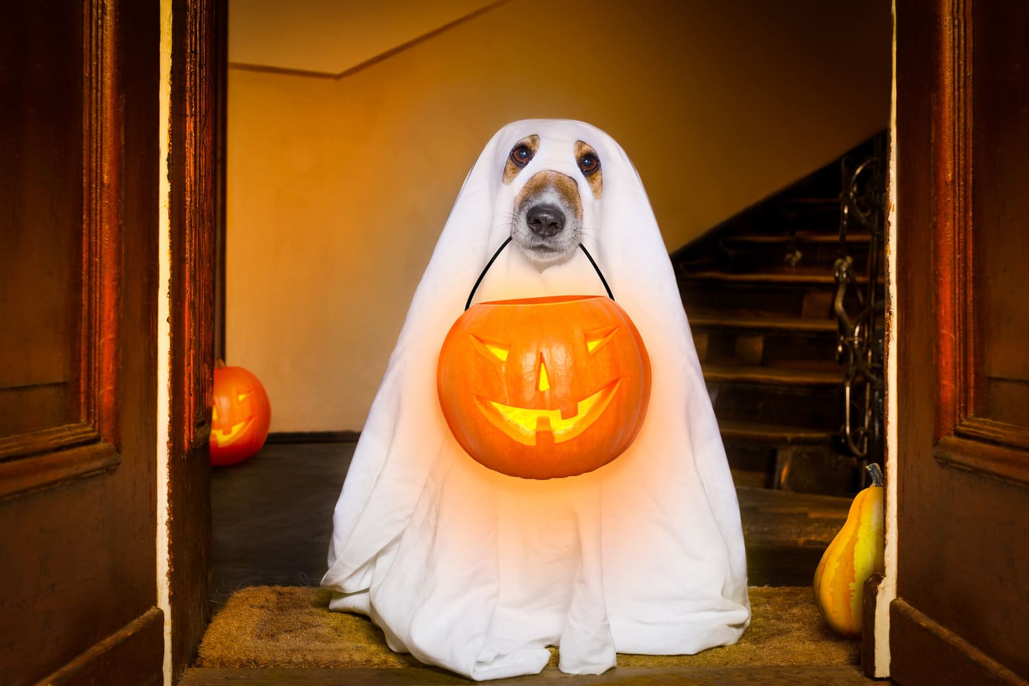 Halloween dog costume