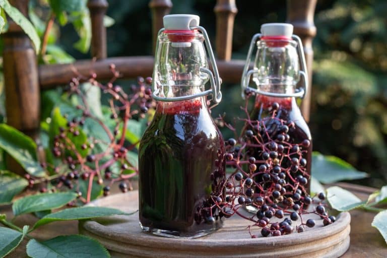 Black elder syrup with fresh elderberries