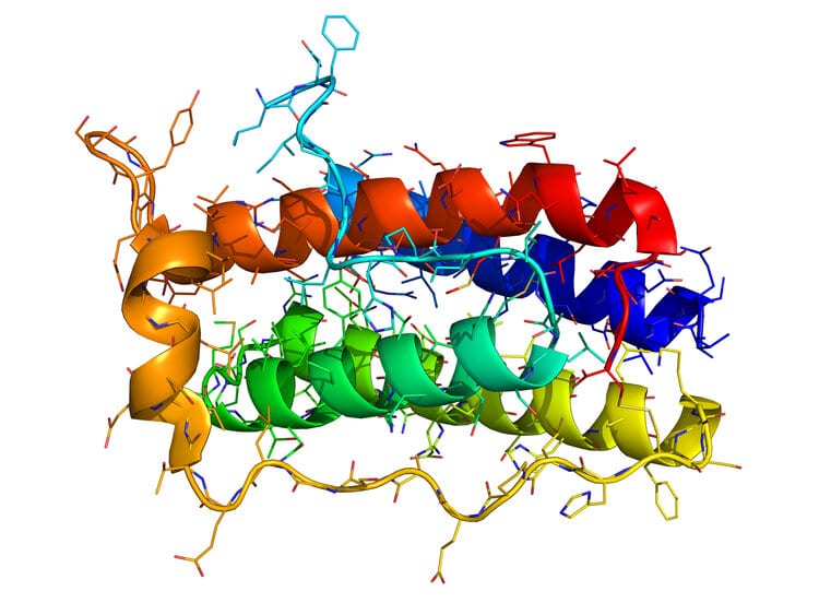 Leptin molecule